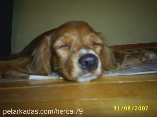 kuki Dişi Amerikan Cocker Spaniel