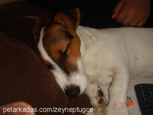 Çakil Erkek Jack Russell Terrier