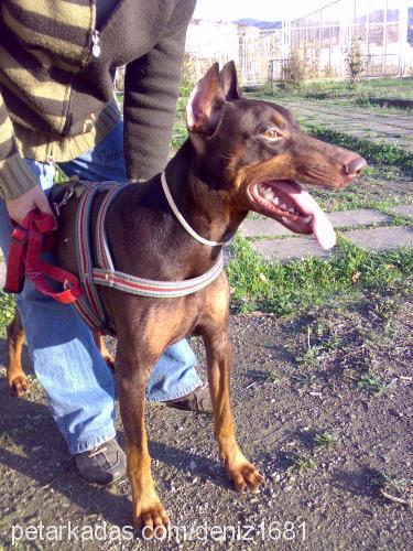 lucky Erkek Doberman Pinscher