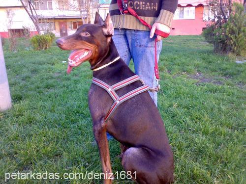 lucky Erkek Doberman Pinscher