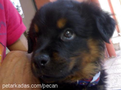 peçan Dişi Rottweiler