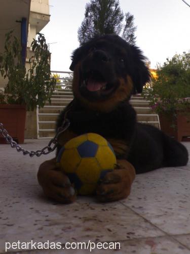 peçan Dişi Rottweiler