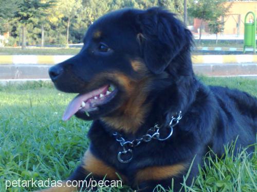 peçan Dişi Rottweiler