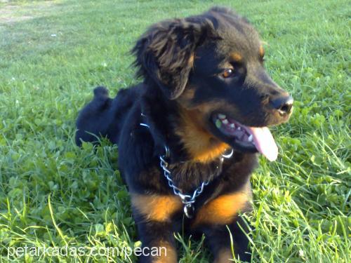 peçan Dişi Rottweiler