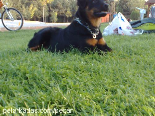 peçan Dişi Rottweiler