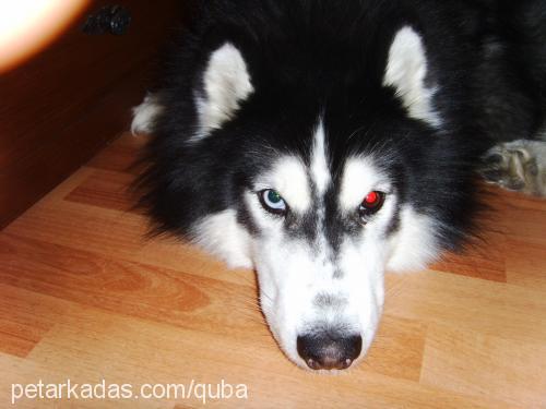 ice Erkek Sibirya Kurdu (Husky)