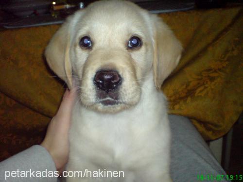 pasha Erkek Golden Retriever