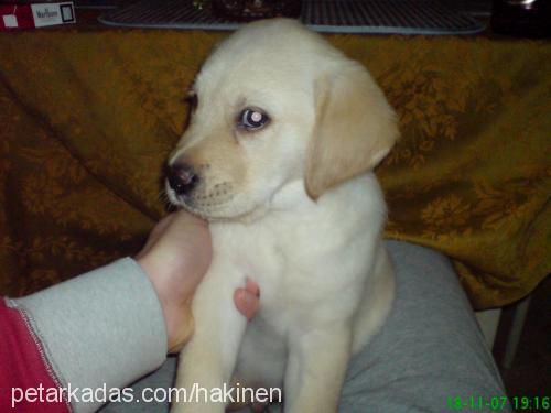 pasha Erkek Golden Retriever