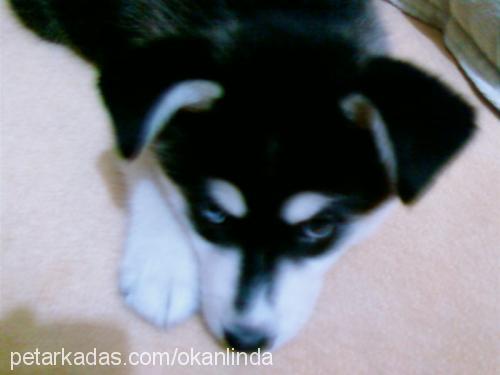 linda Dişi Sibirya Kurdu (Husky)