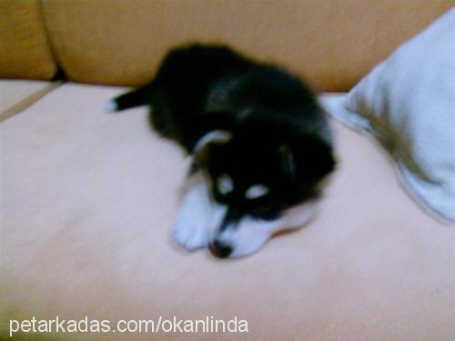 linda Dişi Sibirya Kurdu (Husky)