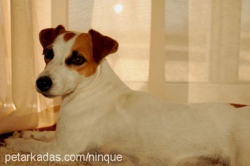 marla Dişi Jack Russell Terrier