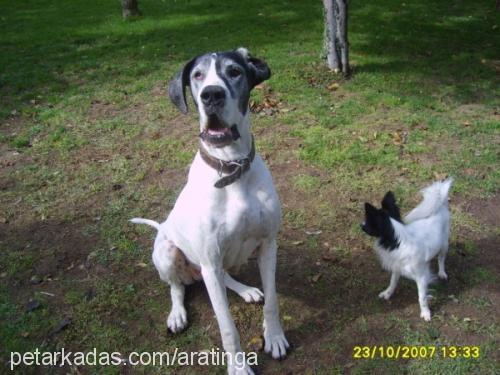 linka Dişi Great Dane (Danua)