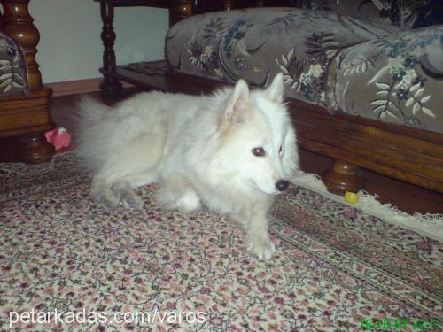 pamuk Dişi Samoyed