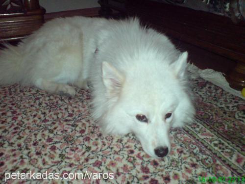 pamuk Dişi Samoyed