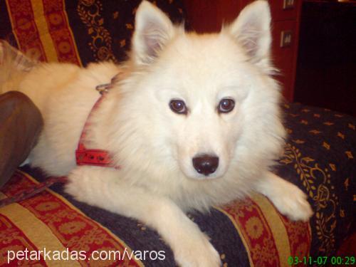 pamuk Dişi Samoyed