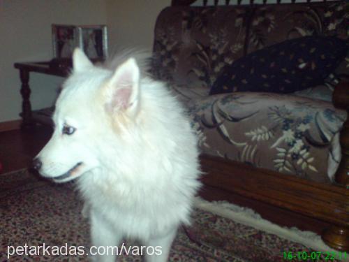 pamuk Dişi Samoyed