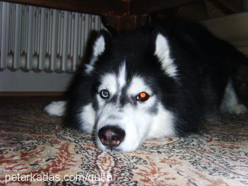 ice Erkek Sibirya Kurdu (Husky)