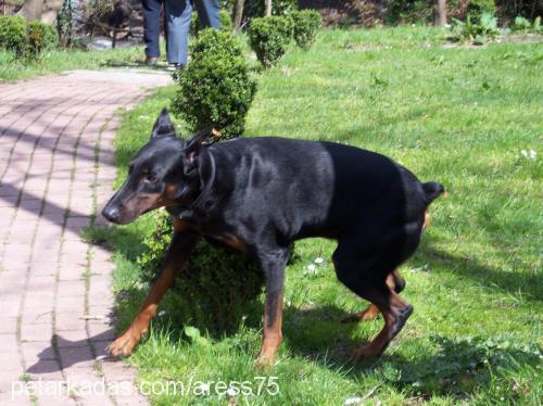 ares Erkek Doberman Pinscher