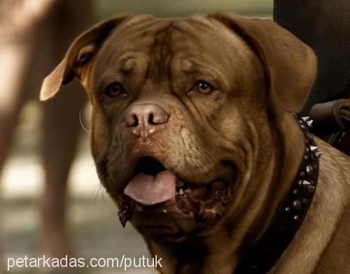 petrus Erkek Fransız Mastiff