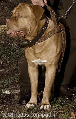 petrus Erkek Fransız Mastiff