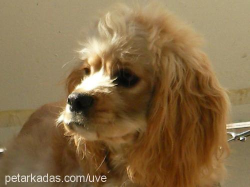 LADY Dişi Amerikan Cocker Spaniel