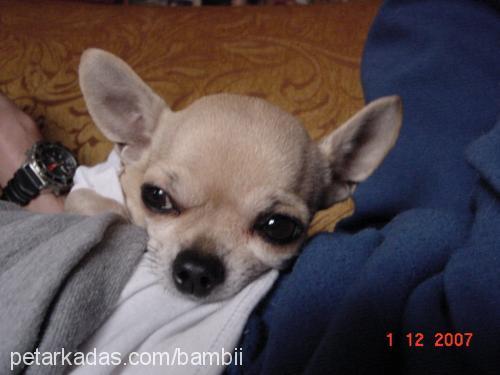 bambi Dişi Chihuahua