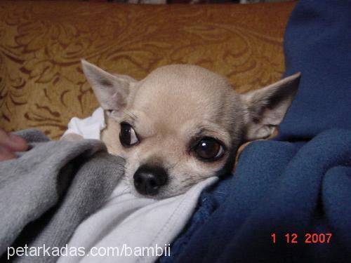 bambi Dişi Chihuahua