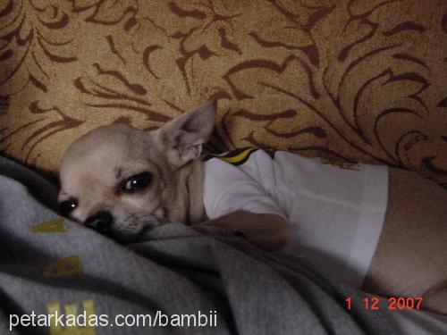 bambi Dişi Chihuahua