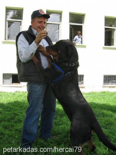 zeyna Dişi Rottweiler