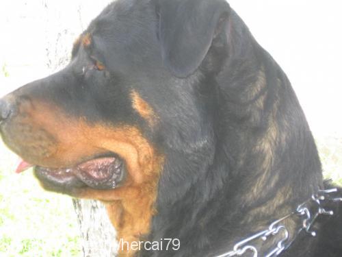 zeyna Dişi Rottweiler