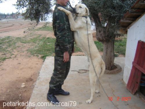 alp Erkek Kangal