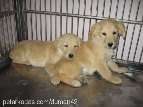 rice---bar-tal Erkek Golden Retriever