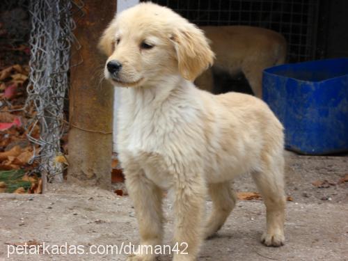 rice---bar-tal Erkek Golden Retriever