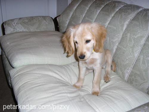 kate Dişi Amerikan Cocker Spaniel