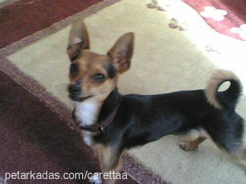 zeytin Erkek Chihuahua