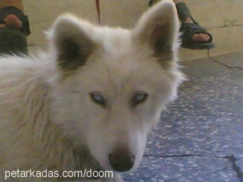 bozo Erkek Alaskan Malamute