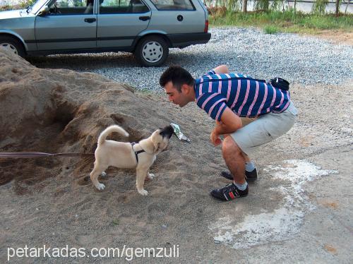 duman Dişi Kangal