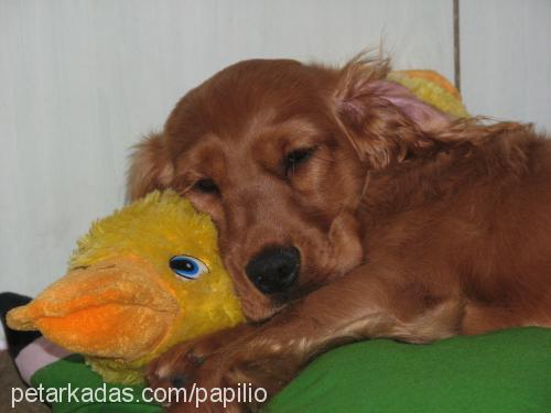 ARES Erkek İngiliz Cocker Spaniel