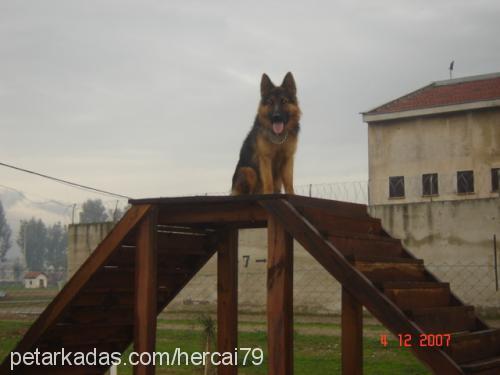 ares Erkek Alman Çoban Köpeği