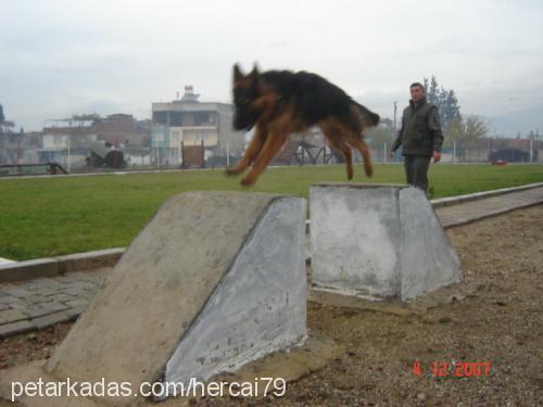 ares Erkek Alman Çoban Köpeği