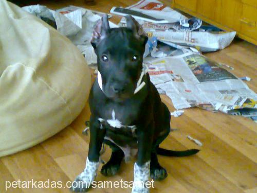 chuckyçaki Erkek Amerikan Staffordshire Terrier