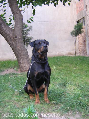 darque Erkek Rottweiler