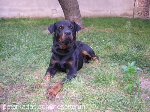 darque Erkek Rottweiler