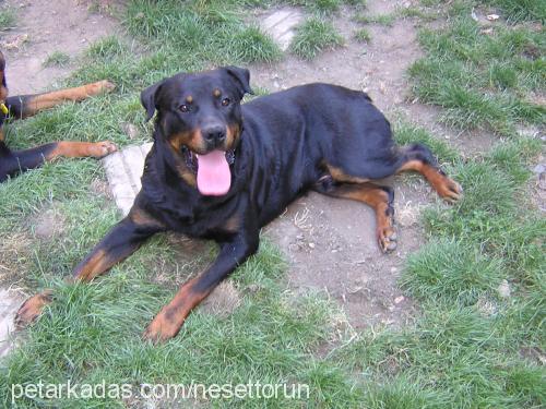 darque Erkek Rottweiler