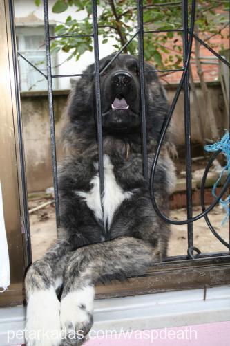 rex Erkek Kars Çoban Köpeği