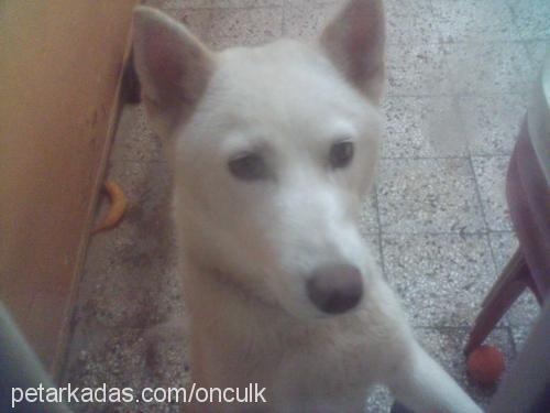 mavİ Dişi Sibirya Kurdu (Husky)