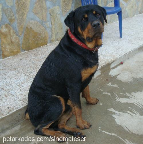 haydut Erkek Rottweiler