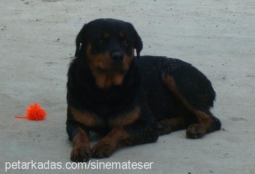 efe Erkek Rottweiler