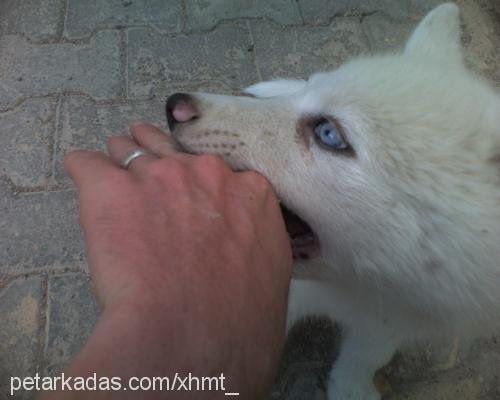 alaska Erkek Sibirya Kurdu (Husky)