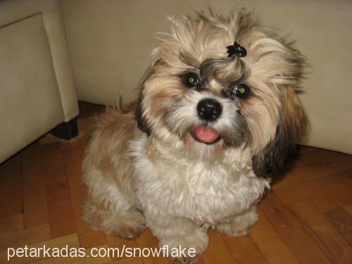 bakır Erkek Shih-Tzu